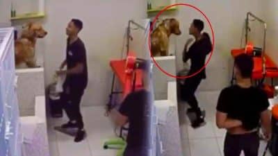Cet employé d’un salon de toilettage pour chiens est filmé à son insu, les maîtres sont sidérés