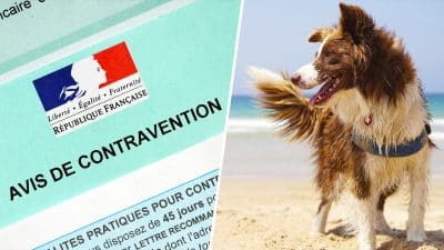 Amende colossale pour les propriétaires qui se promènent sur la plage cet été avec leurs chiens