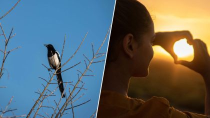 Une pie près de votre maison ? Voici ce que cela signifie vraiment