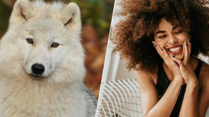 Intermarché : pourquoi la pub du loup nous bouleverse autant