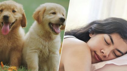 Animal : ces traits de personnalité révélés par le sommeil partagé