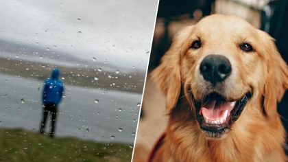 Pourquoi mon chien grogne ou aboie ? Signification des différents bruits