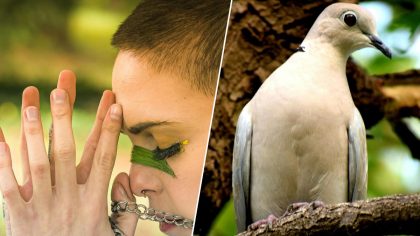 Tourterelle près de votre maison : cette signification intrigue depuis des siècles