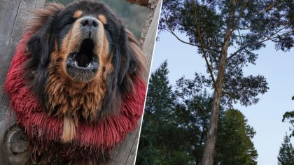 Chien qui grogne ou aboie : ce que chaque maître doit savoir