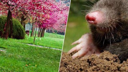 Taupes au jardin ? 7 méthodes naturelles pour les éloigner sans les blesser