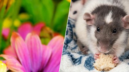 Jardin et rongeurs : ce que vous ne devez surtout pas faire contre les rats