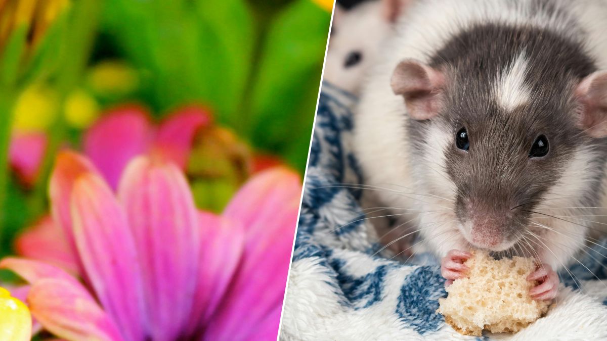 Jardin et rongeurs : ce que vous ne devez surtout pas faire contre les rats