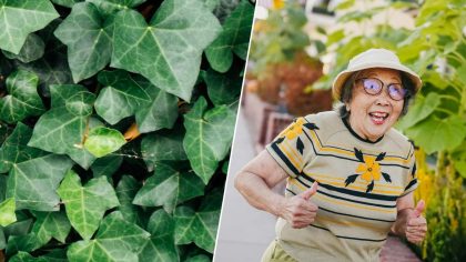 Haie du voisin qui dépasse : l’erreur courante qui peut vous coûter très cher