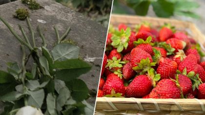 Cueillette mortelle en pleine récolte : un drame inimaginable