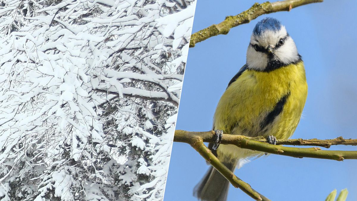 Mésanges en hiver : cet objet discret dans votre jardin peut leur sauver la vie