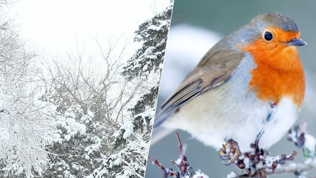 6 aliments indispensables pour aider les oiseaux à survivre à l’hiver