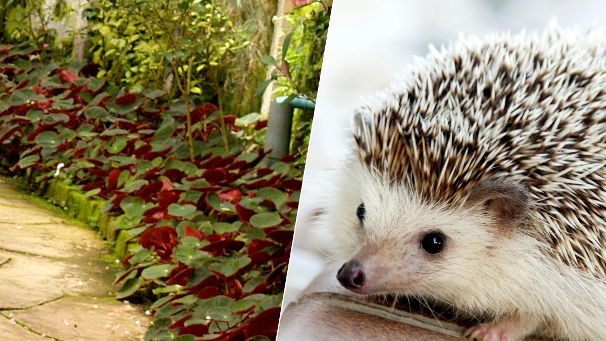 Hérisson en détresse dans le jardin : les bonnes réflexes pour le sauver