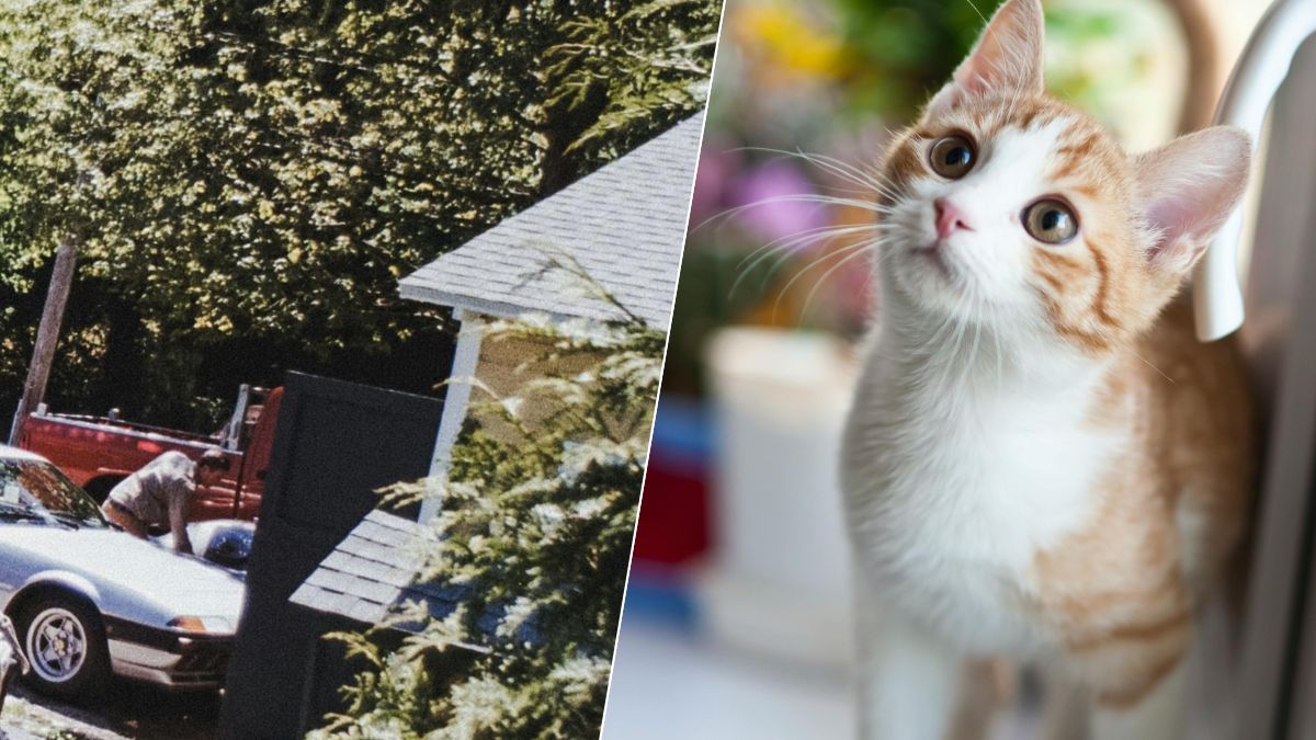 Chat du voisin dans votre jardin : ce qu’il faut savoir légalement