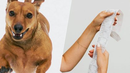 Chien sur la banquette arrière : en 2026, le Code de la route vous sanctionne plus sévèrement