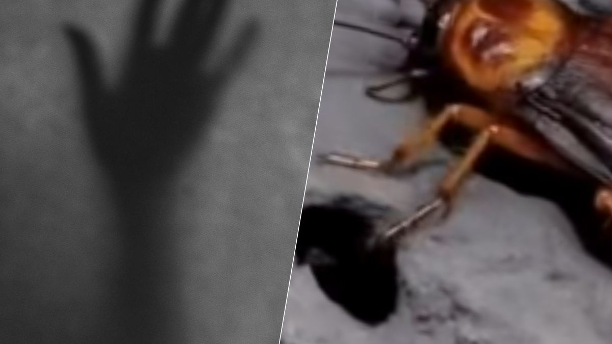 Cafards : lumière, chaleur et reproduction accélérée expliquent l’invasion