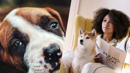 Chien : pourquoi il grogne ou aboie, ce qu’il détecte vraiment