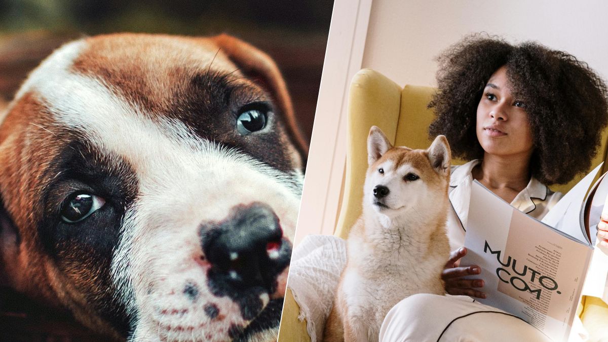 Chien : pourquoi il grogne ou aboie, ce qu’il détecte vraiment