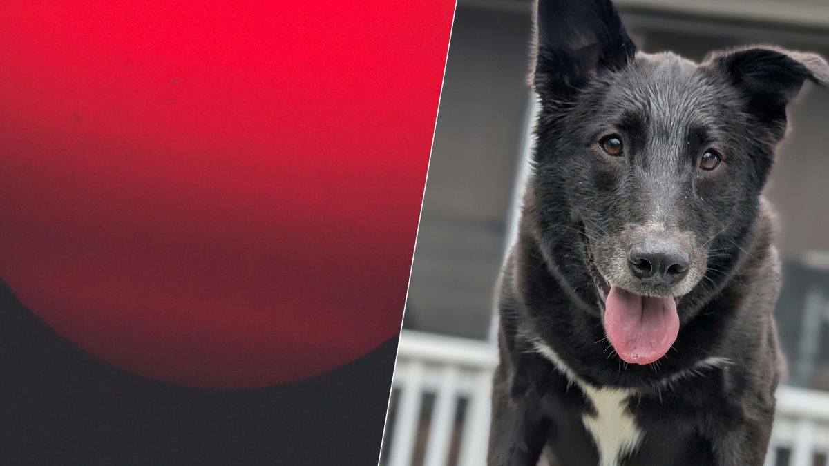 Un chien ne grogne jamais pour rien : les raisons souvent invisibles derrière ce comportement