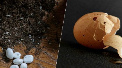 Oeufs : pourquoi leurs coquilles peuvent vous être très utiles