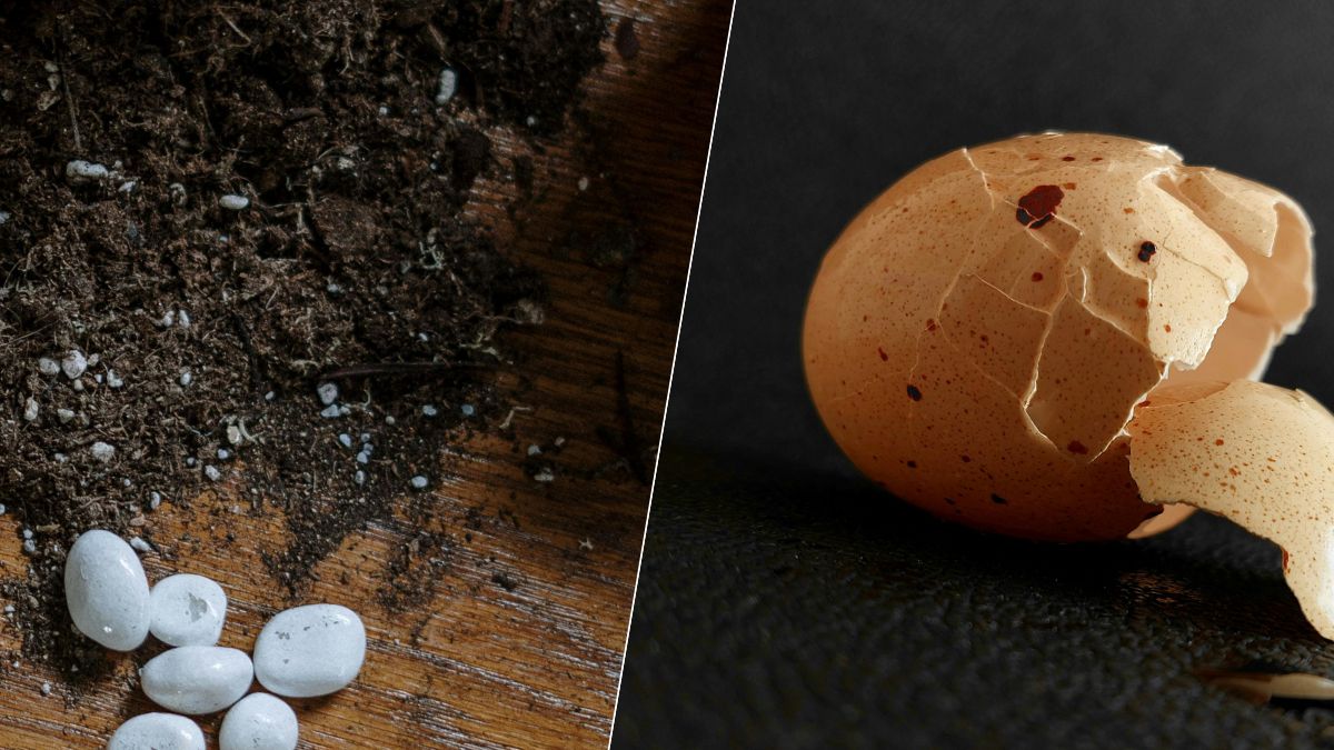 Oeufs : pourquoi leurs coquilles peuvent vous être très utiles