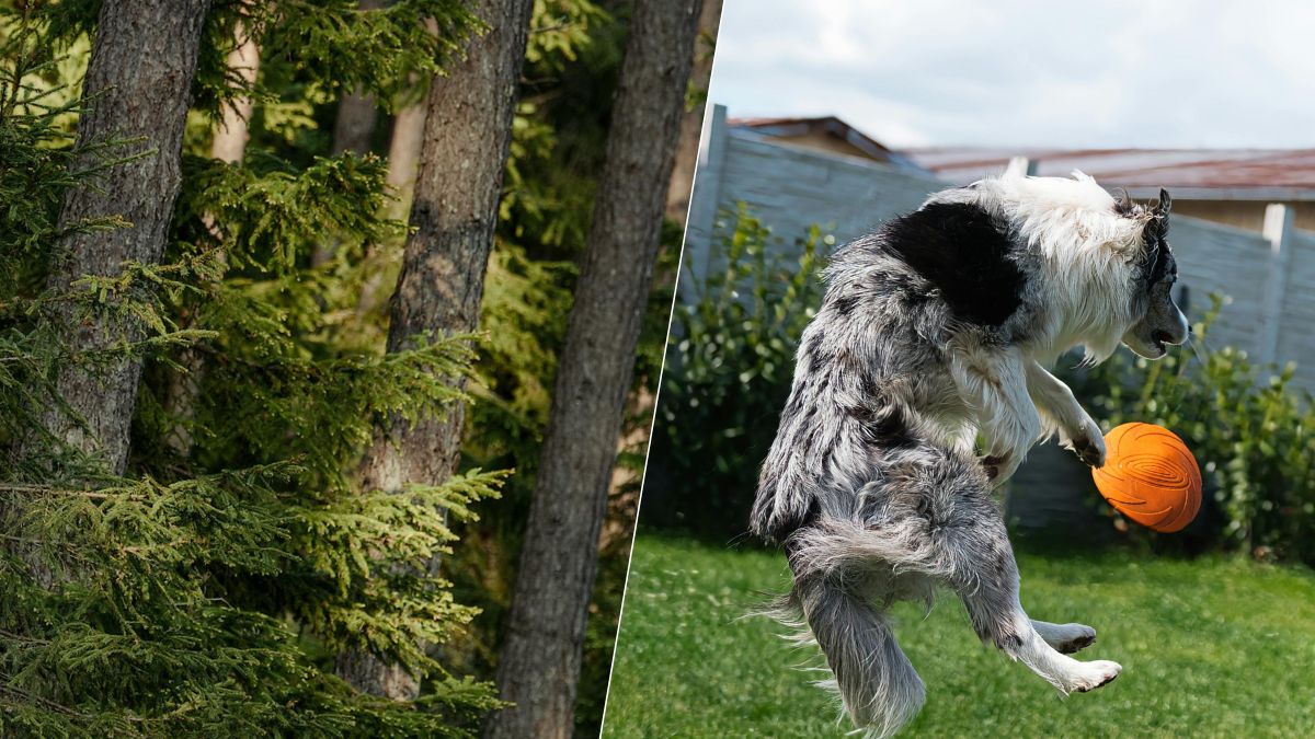 Dès le 15 avril, cette pratique avec votre chien devient interdite en pleine nature