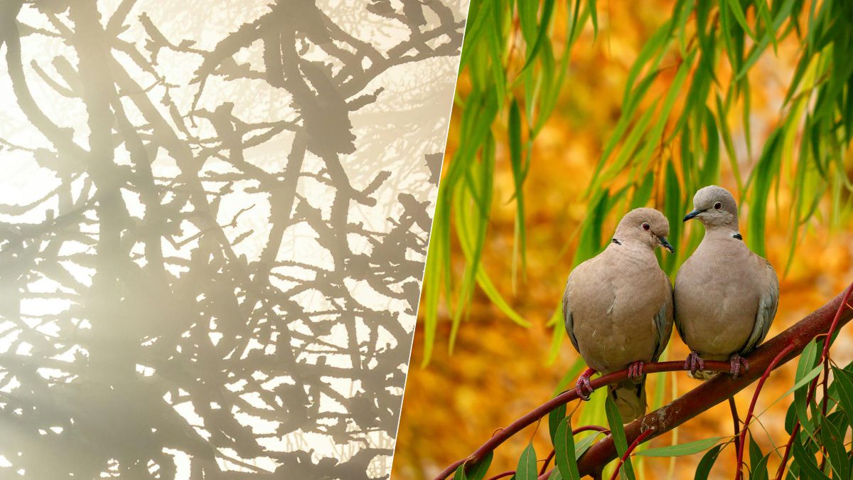 Une tourterelle près de votre maison ? Voici la signification qui intrigue