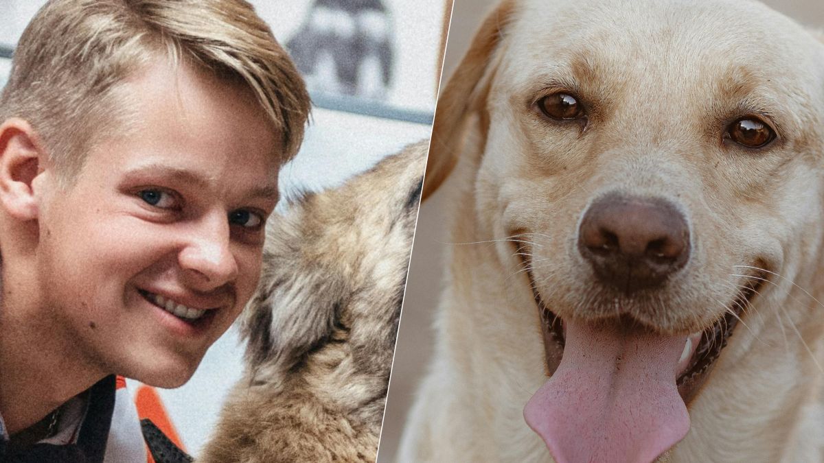 Le Labrador détrôné ? Ce dresseur préfère cette race pour son intelligence et sa tendresse