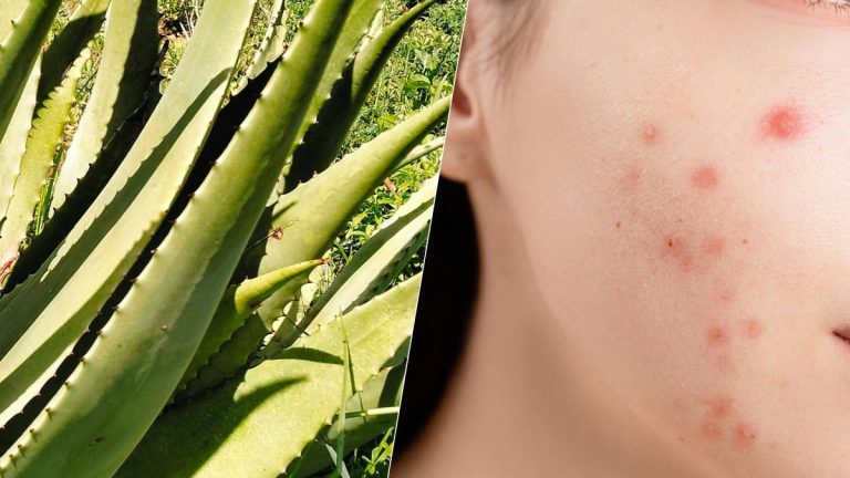Aloe vera : ce soin naturel hydrate la peau et les cheveux mieux que certains produits coûteux
