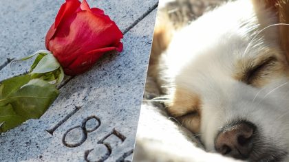 Enterrer son chien ou son chat dans le jardin : ce que dit vraiment la loi en France