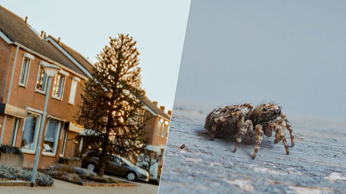 Si votre maison réunit ces 3 détails, vous attirez les araignées sans le savoir