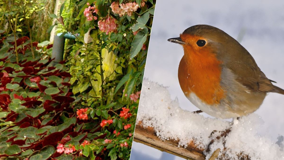 Rouge-gorge : ce geste d'automne dans votre jardin peut tout changer